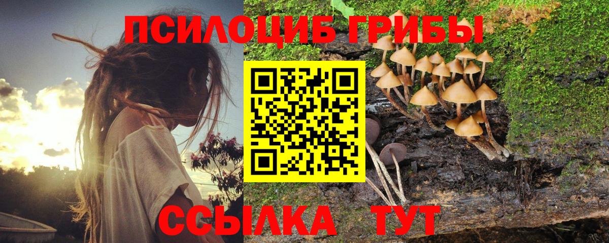 Галлюциногенные грибы Psilocybe Сухой Лог